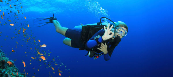 Diving at Catalina Island - Image 3